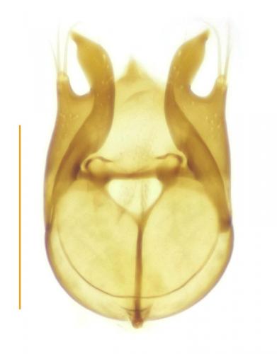 Réf. 197 355 : Brachygluta fossulata